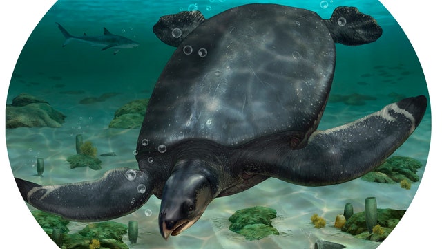 Fossil of car-sized sea turtle, likely one of the largest ever, unearthed in Spain
