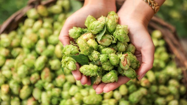 Beer hops compounds may help protect against Alzheimer's, study suggests