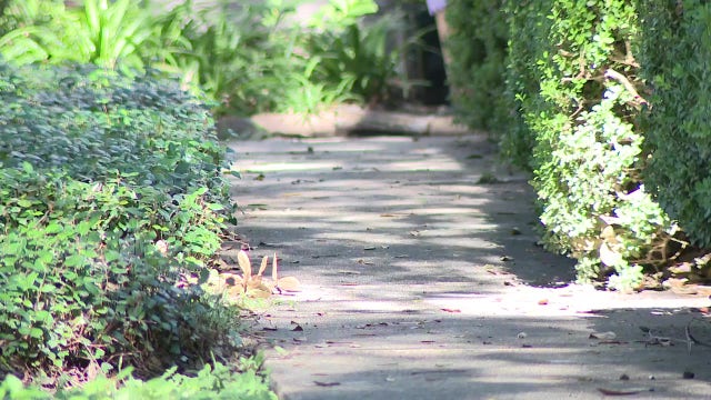 6 cats found dead, poisoned in west Houston townhome community