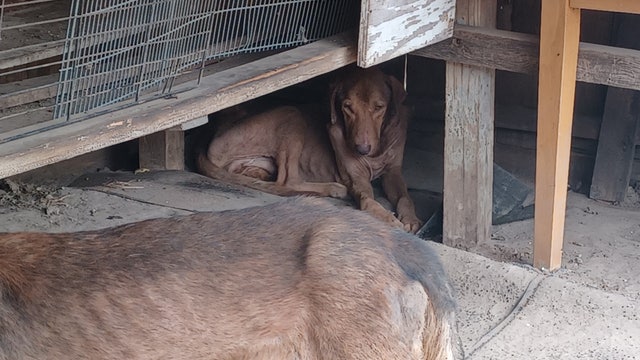 Animal cruelty reported at home in Harris County, multiple dogs severely neglected