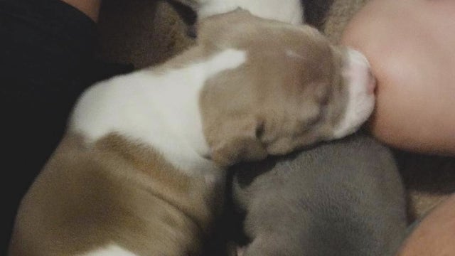 Family claims they missed deadline to get puppy back from Harris County Animal shelter by 24 hours