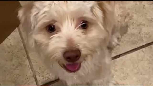 Houston man goes to incredible lengths to find beloved dog, helps save 15 others