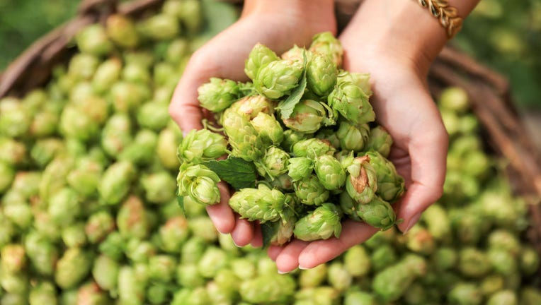 Hop growers in Elbe-Saale start harvesting