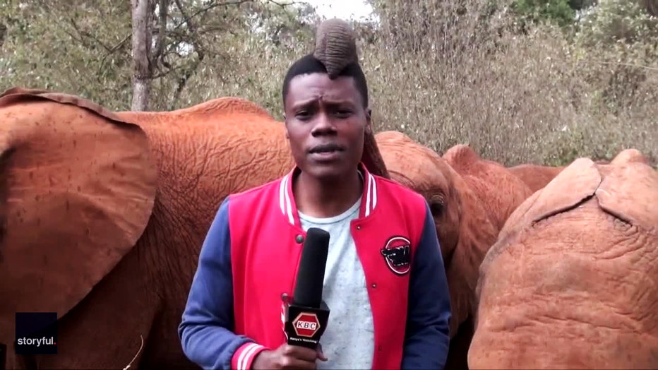 funny-video-elephant-reporter-kenya-10.jpg