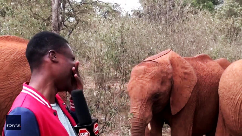 funny-video-elephant-reporter-kenya-3.jpg