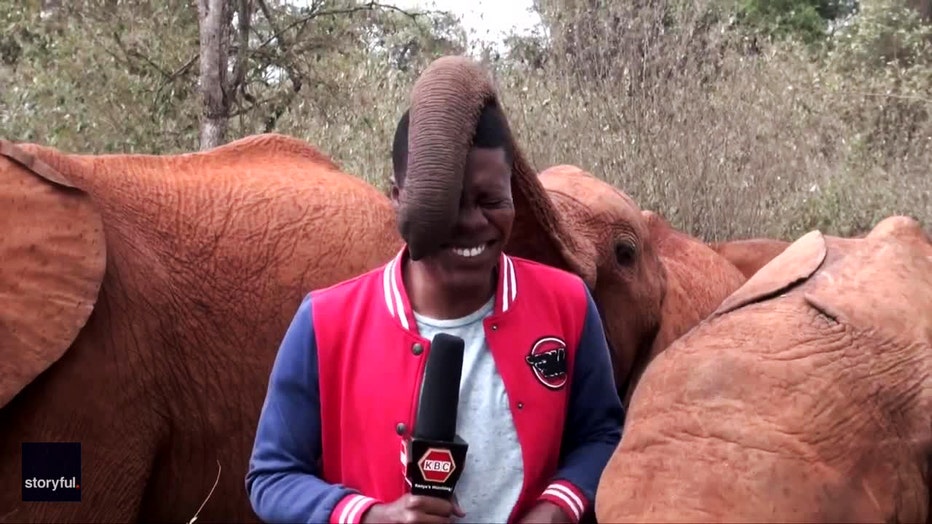 funny-video-elephant-reporter-kenya-7.jpg