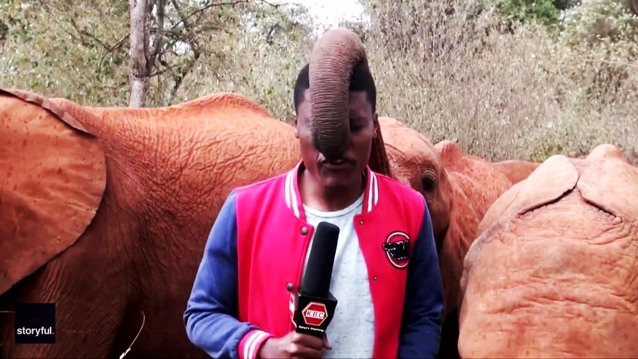 funny-video-elephant-reporter-kenya-9.jpg