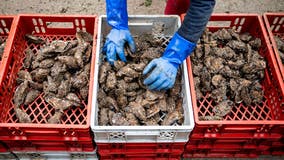 Oysters harvested in Galveston Bay recalled for cases of gastrointestinal illnesses