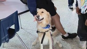 Travis High School in Fort Bend ISD provides students pet therapy ahead of exams