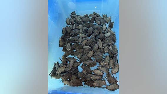 Houston Freeze 2022: More than 1,500 bats rehabilitated after going into hypothermic shock