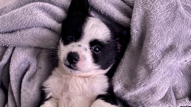 Houston freeze 2022: How to protect pets from cold, Texas law for dogs outside