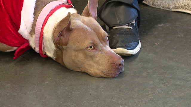 Dickinson Animal Shelter on a mission to find 100 dogs, cats homes for the holidays by Christmas Eve