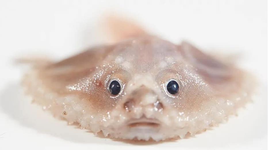 4385c97a-batfish.jpg