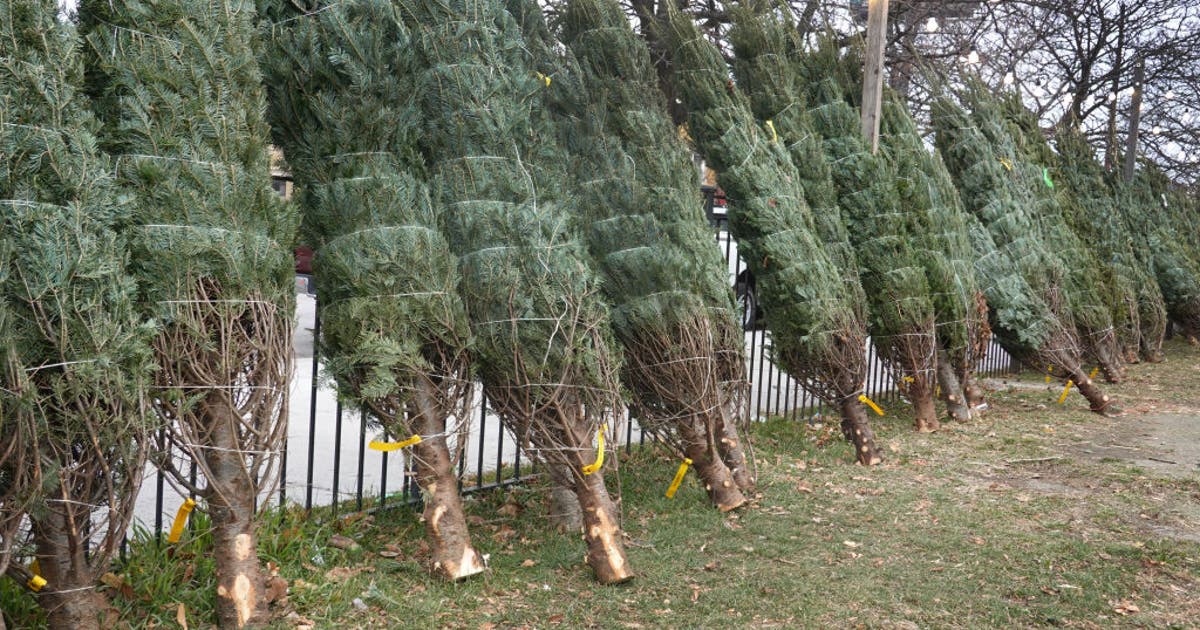 Christmas tree recycling in Houston: Locations, times to take your live ...