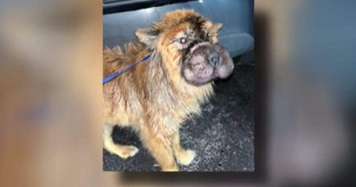 randy-wallace-abused-dog.jpg?