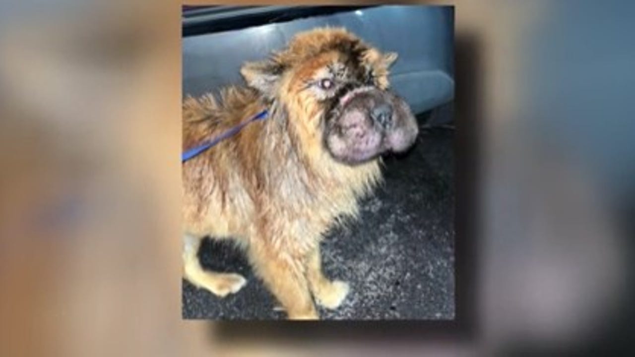 Pearland dog victim of horrific animal cruelty, plastic tie around