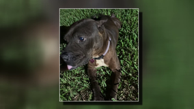 Family forced to put down family pet as unhinged dogs terrorize Atascocita neighborhood