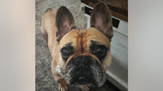 Heights area man desperate to get his stolen dog back home, offering $1,000 reward