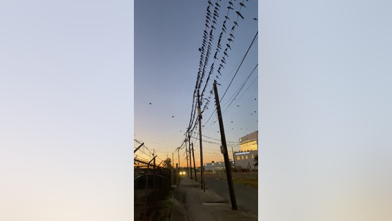 Thousands of black birds invade Houston area parking lots again