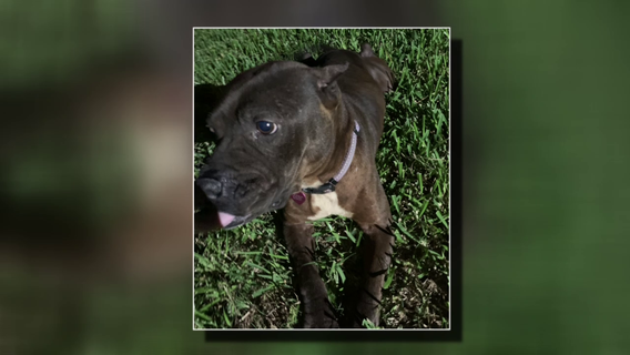 Family forced to put down family pet as unhinged dogs terrorize Atascocita neighborhood