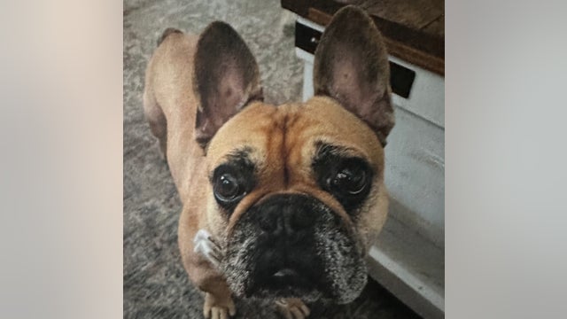 Heights area man desperate to get his stolen dog back home, offering $1,000 reward