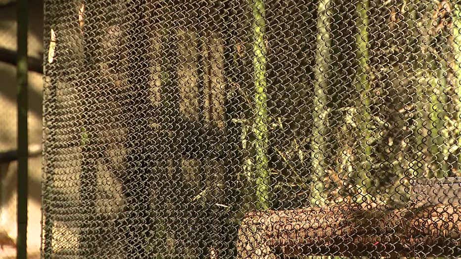 DALLAS ZOO LEOPARD ESCAPE UPDATE FULL_00.19.27.58