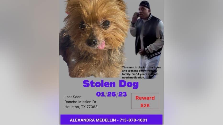 Missing dog