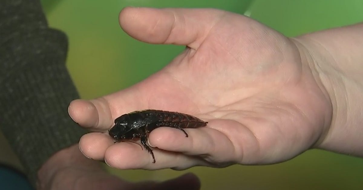 Name a hissing cockroach after your valentine at Houston Museum of ...