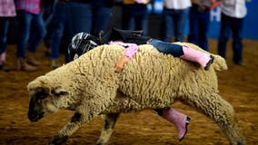 Houston Rodeo: Rodeo 101 for newcomers, what to know about Rodeo events