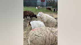 Houston Humane Society to care for livestock seized at Wallis packing plant