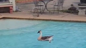 Examining African Geese after southeast Houston residents encounter unlikely guest