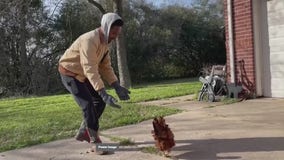High egg prices leading people to rent chickens, FOX 26 photographer starts chicken coop