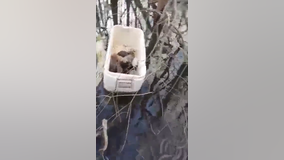 Puppies found abandoned, floating in an ice chest in Liberty County swamp