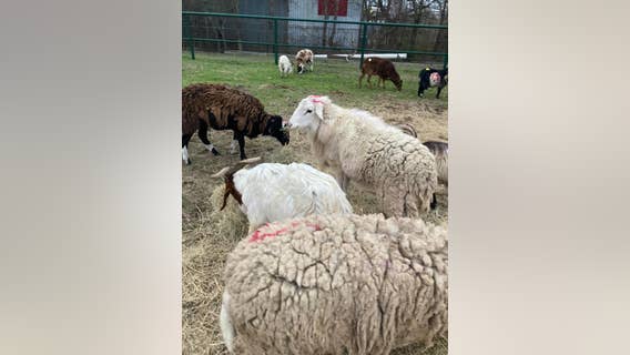 Houston Humane Society to care for livestock seized at Wallis packing plant