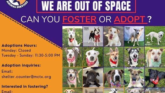 Montgomery County Animal Shelter over capacity, asks for community to take in pet