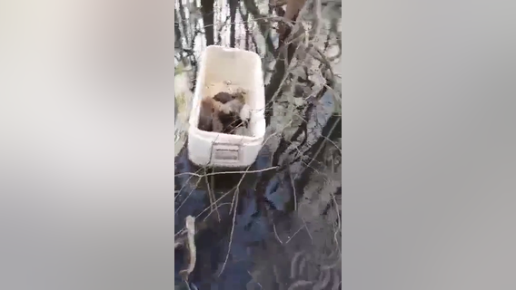 Puppies found abandoned, floating in an ice chest in Liberty County swamp