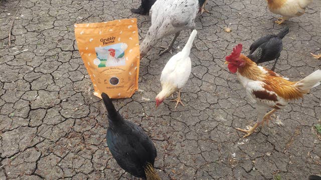 The Chicken Rescue recieves more than 1,200 pounds feed by Grubbly Farms