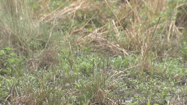 What's that smoke? Prescribed fire at Houston's Sylvan Rodriguez Park near Clear Lake