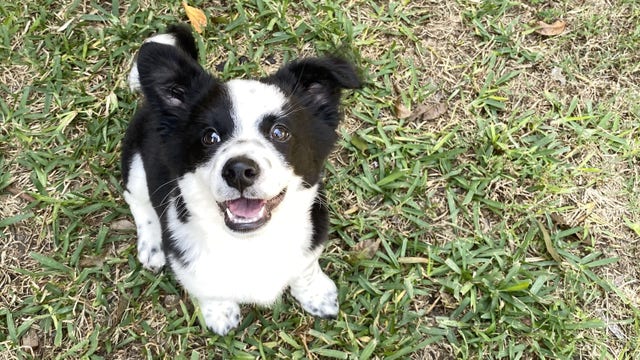 Texas has the 6th most devoted dog owners, study finds