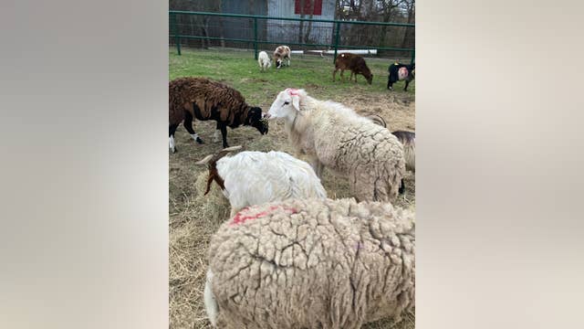 Houston Humane Society to care for livestock seized at Wallis packing plant