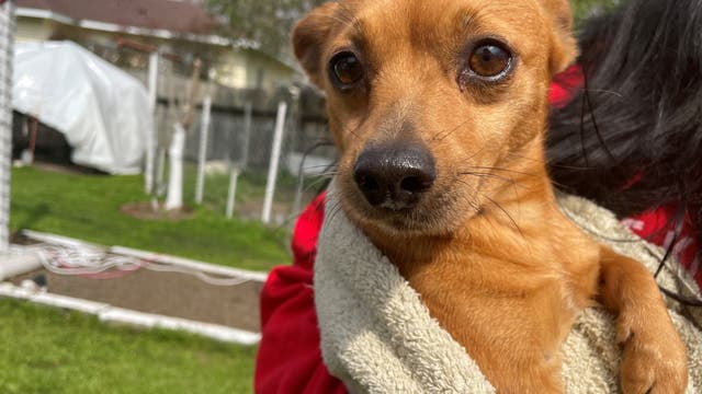 Nearly 30 dogs surrendered to Houston Humane Society