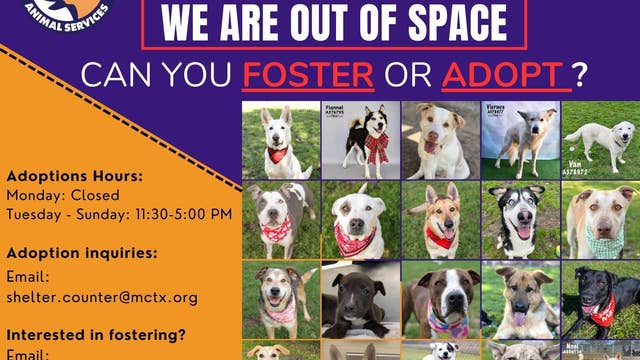 Montgomery County Animal Shelter over capacity, asks for community to take in pet