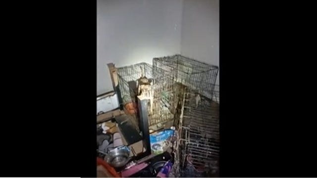 3 dogs, 2 snakes abandoned in NW Harris County apartment in "deplorable" conditions