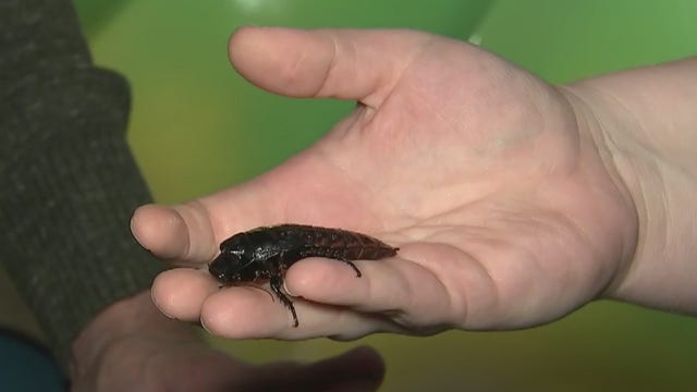 Name a hissing cockroach after your valentine at Houston Museum of Natural Science