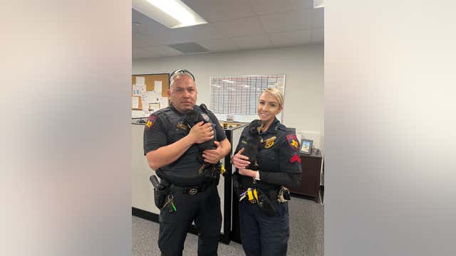 Harris County Constables rescue, adopt puppies found in roadway