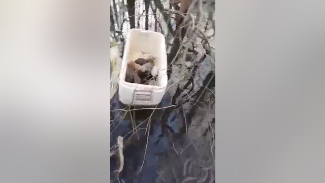 Puppies found abandoned, floating in an ice chest in Liberty County swamp