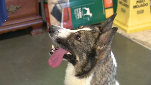 Dickinson Animal Shelter offering unconditional love for Valentine's Day