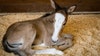 SO CUTE!! Houston SPCA welcomes new foal, will host open house for everyone to meet the new bundle of joy