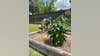 IS IT GARDENING TIME? FOX 26 Meteorologist John Dawson explains when is the best time to plant your gardens
