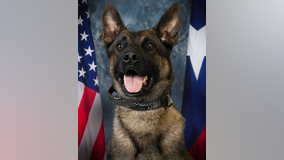 Baytown K-9 officer dies after suffering bite from venomous snake